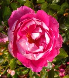 MISS SASSY (floribunda)